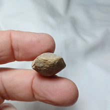 Load image into Gallery viewer, Placothyris rollieri
