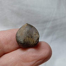 Load image into Gallery viewer, Ptychomaletoechia dumonti

