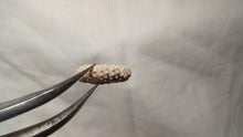 Charger l'image dans la galerie, Tetragramma planissimum
