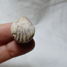 Load image into Gallery viewer, Capillirhynchia wrighti
