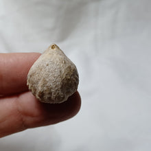 Load image into Gallery viewer, Capillirhynchia wrighti
