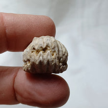 Load image into Gallery viewer, Capillirhynchia wrighti
