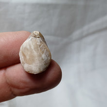 Load image into Gallery viewer, Terebratula equestris
