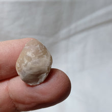 Load image into Gallery viewer, Terebratula equestris
