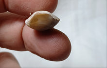 Load image into Gallery viewer, Terebratula equestris
