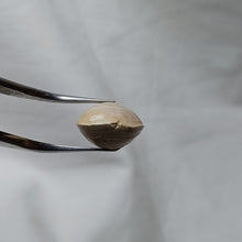 Load image into Gallery viewer, Zeillerina sp
