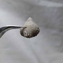 Load image into Gallery viewer, Lamellaerhynchia rostriformis
