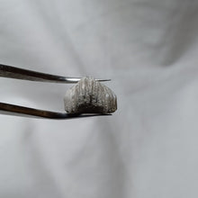 Load image into Gallery viewer, Lamellaerhynchia rostriformis
