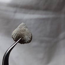 Load image into Gallery viewer, Lamellaerhynchia rostriformis
