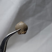 Charger l'image dans la galerie, Pseudogibbirhynchia fallax
