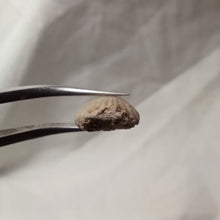 Charger l'image dans la galerie, Pseudogibbirhynchia fallax
