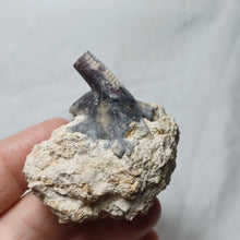Load image into Gallery viewer, Angulocrinus
