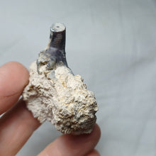 Load image into Gallery viewer, Angulocrinus
