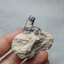 Load image into Gallery viewer, Angulocrinus

