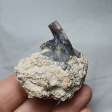 Load image into Gallery viewer, Angulocrinus
