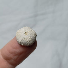 Load image into Gallery viewer, Orthopsis granularis
