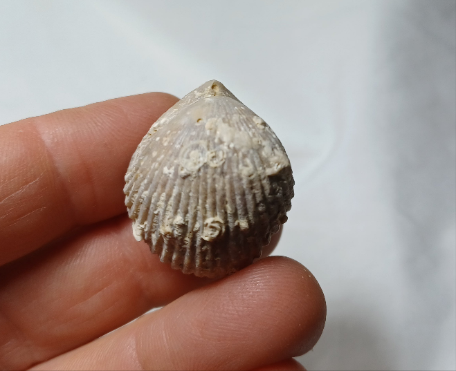 Sphenorhynchia plicatella