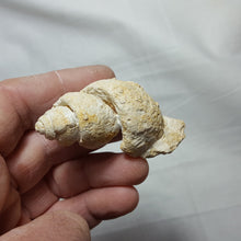 Load image into Gallery viewer, Gastéropode gastropod
