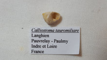 Load image into Gallery viewer, Calliostoma tauromiliare
