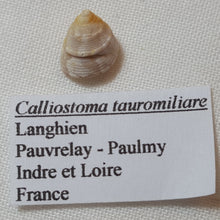 Load image into Gallery viewer, Calliostoma tauromiliare

