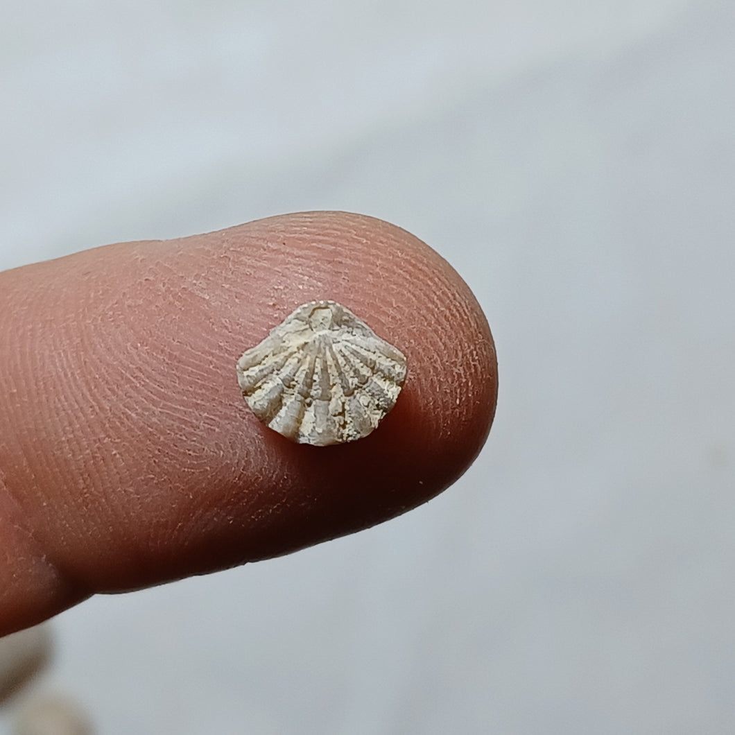 Flabellothyris flabellum