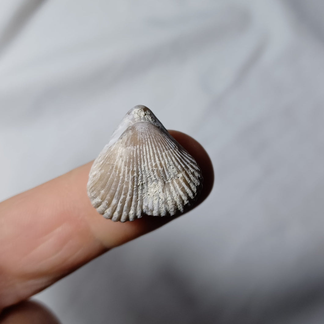 Cyclothyris difformis